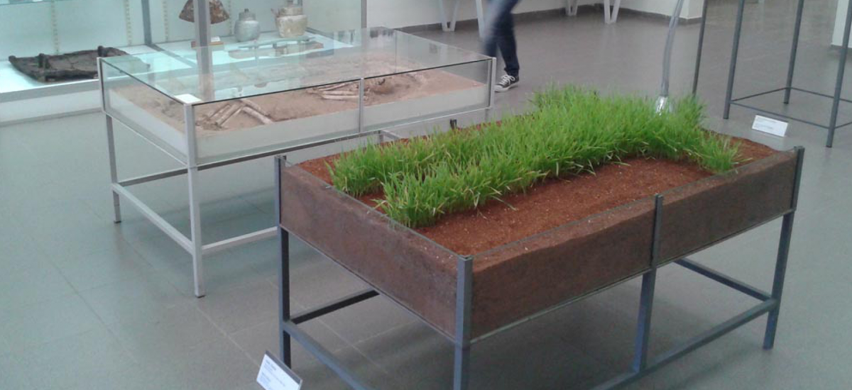 Homo Triticus is an installation with growing wheat by Cypriot artist Rinos Stefani and was exhibited at the Pafos Archaeological Museum in 2014