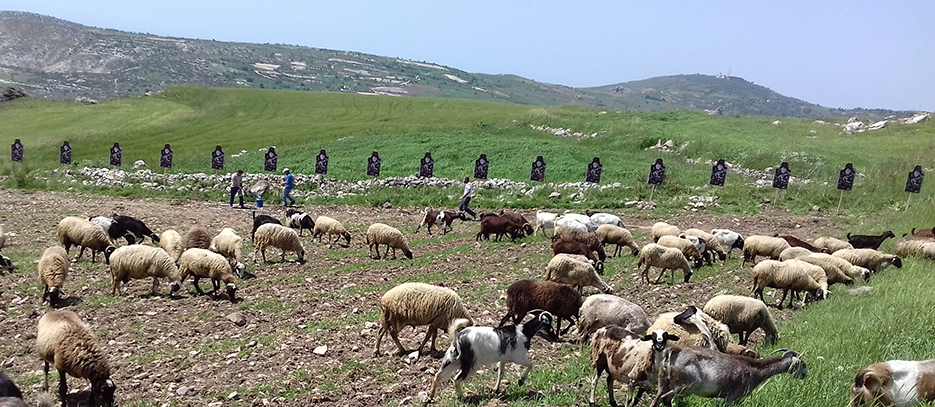 Sheep in front of the Hiding Endemic Targets